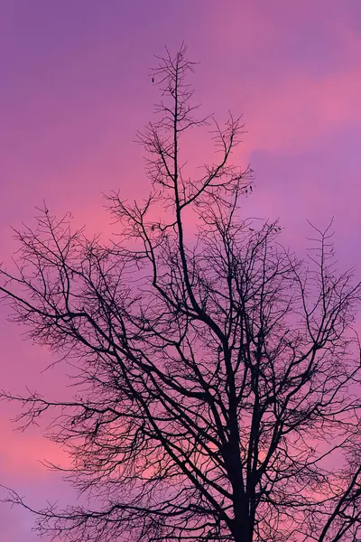 Die Silhouette Eines Baumes Vor Dem Violetten Morgenhimmel — Stockfoto