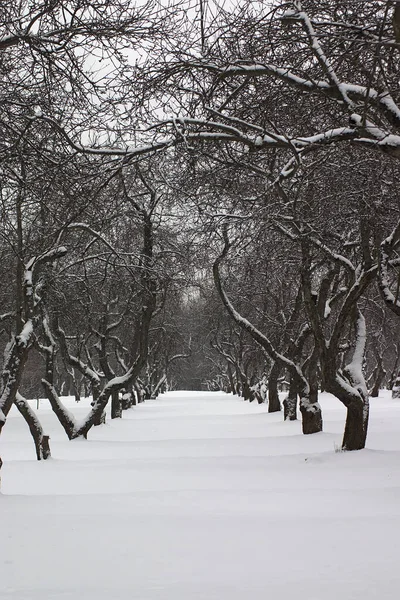 Viejo Huerto Manzanas Cubierto Nieve Principios Del Invierno —  Fotos de Stock