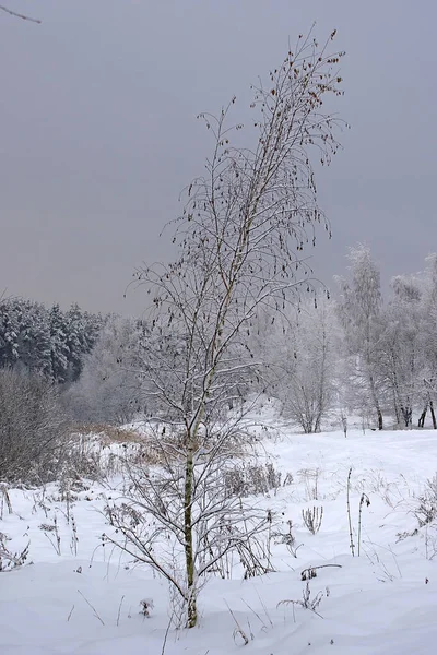 Arbres Enneigés Sur Flanc Colline — Photo