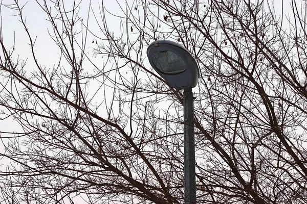 Una Farola Sobre Fondo Las Ramas Los Árboles Invierno —  Fotos de Stock