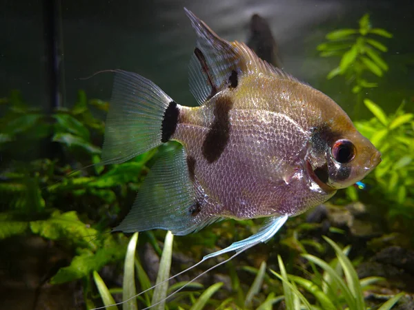 Маленька Риба Акваріумі — стокове фото