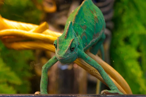 Green Chameleon Terrarium Glass —  Fotos de Stock