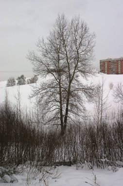 Tepenin eteğindeki çift ağaç.