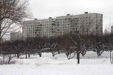  Kışın bir şehir caddesinde elma bahçesi