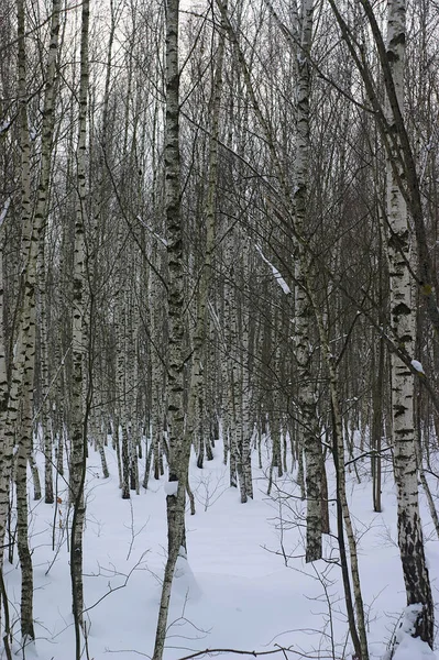 Bosque Bétula Coberto Neve Inverno — Fotografia de Stock