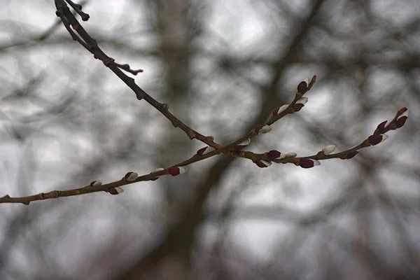 Gekreuzte Äste Mit Flauschigen Knospen — Stockfoto