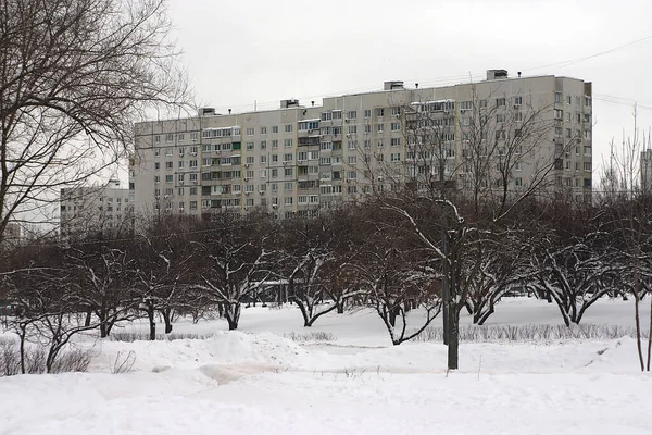 Яблоневый Сад Городской Улице Зимой — стоковое фото