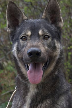 Genç Sibirya Husky 'sinin portresi