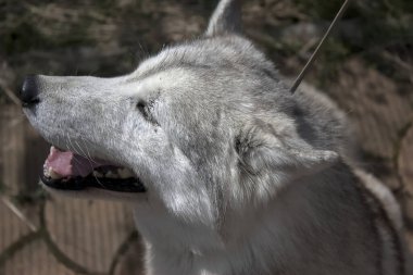 Genç Sibirya Husky 'sinin portresi