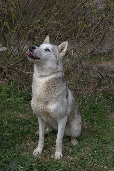 Portret Van Een Jonge Siberische Husky — Stockfoto