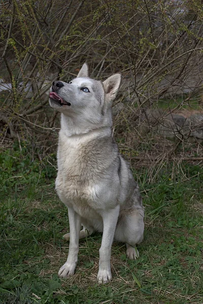 Retrato Jovem Husky Siberiano — Fotografia de Stock