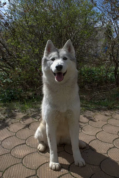 Retrato Jovem Husky Siberiano — Fotografia de Stock