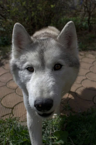 Portrait Young Siberian Husky — Stock Photo, Image