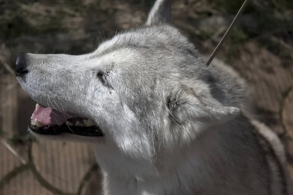 Porträtt Ung Sibirisk Husky — Stockfoto