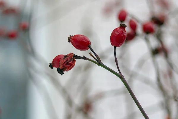 枝に赤いバラの腰 — ストック写真
