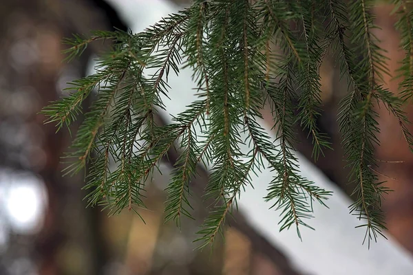 Green Spruce Sprig Prickly Needles — Stock Photo, Image