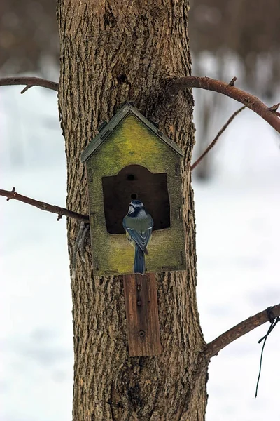 Tit Feeder Winter Forest Park — Stock fotografie