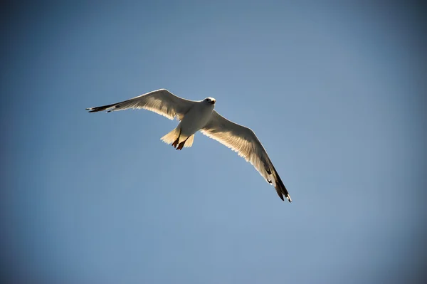 Flying sea gull over blauwe hemelachtergrond Stockfoto