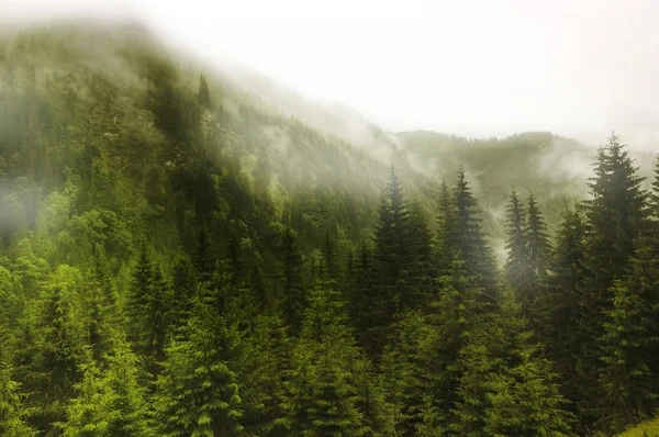 Paesaggio incredibile con montagne nebbiose Fotografia Stock