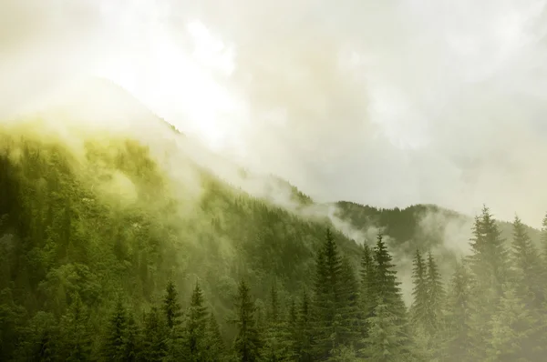 霧深い山の信じられないほどの風景 — ストック写真