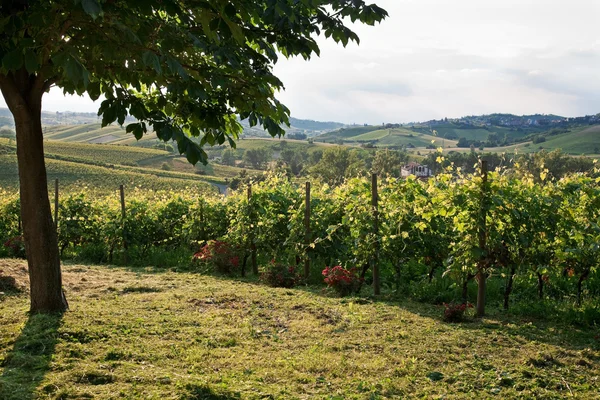 Paisagem com árvore, vinhas e colinas . — Fotografia de Stock