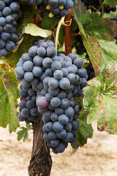 Bando de uvas. — Fotografia de Stock