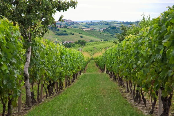Kopců a vinic v regionu Piemont (Itálie) — Stock fotografie