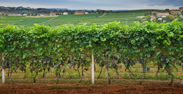 Filas de uvas . — Foto de Stock
