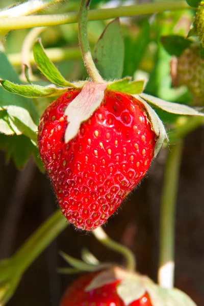 Erdbeere im Nutzgarten. — Stockfoto