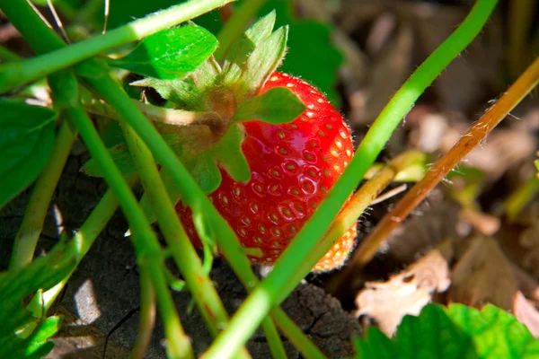 Erdbeere im Nutzgarten. — Stockfoto