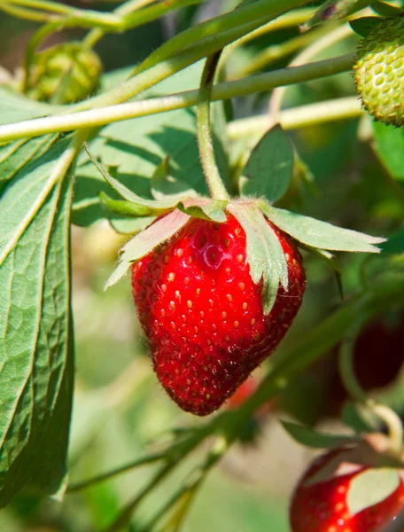 Strawberry in kitchen garden. — Stock Photo, Image