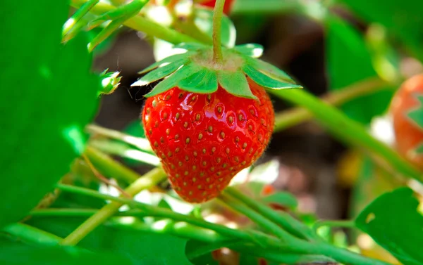 Erdbeere im Nutzgarten. — Stockfoto