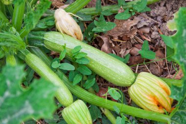 kabak veya kabak mutfak Bahçe