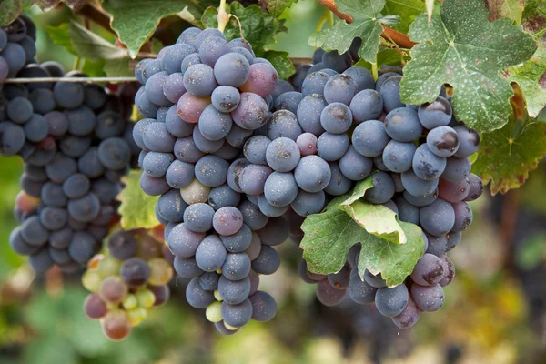 Grapes on vine — Stock Photo, Image