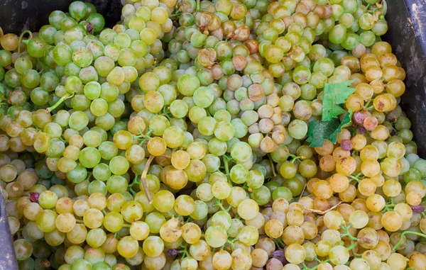 Vine grapes — Stock Photo, Image