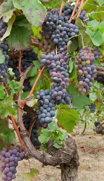 Des grappes dans un vignoble du Piémont, Italie — Photo