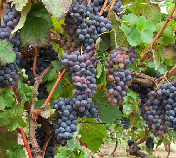 Bunches in a vineyard in Piedmont, Italy — Stock Photo, Image