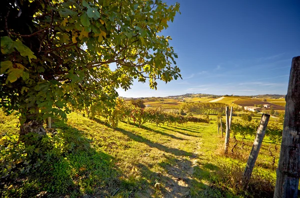 Calosso (Piemonte, Itália): paisagem — Fotografia de Stock