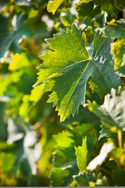 Leaf of vine. — Stock Photo, Image