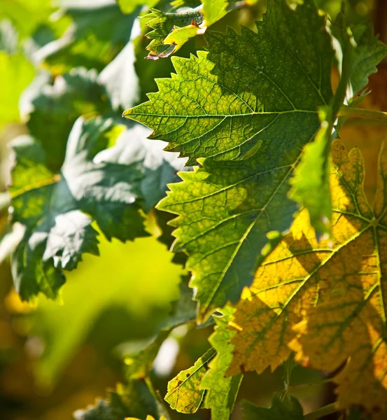 Leaves of vine. — Stock Photo, Image