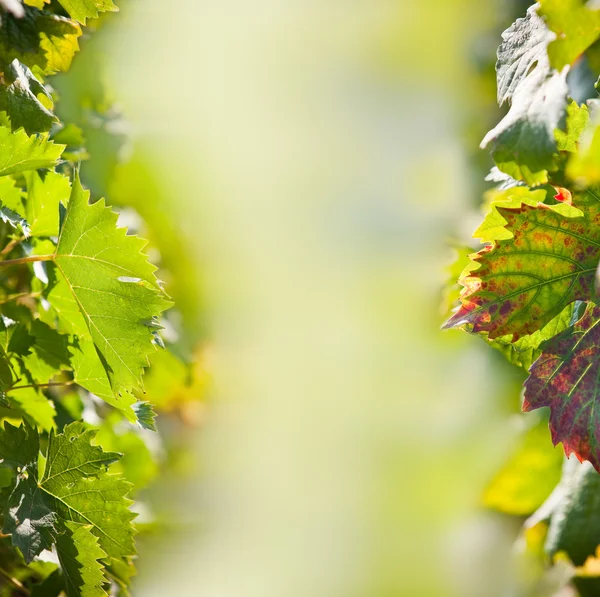 Leaves of vine. — Stock Photo, Image