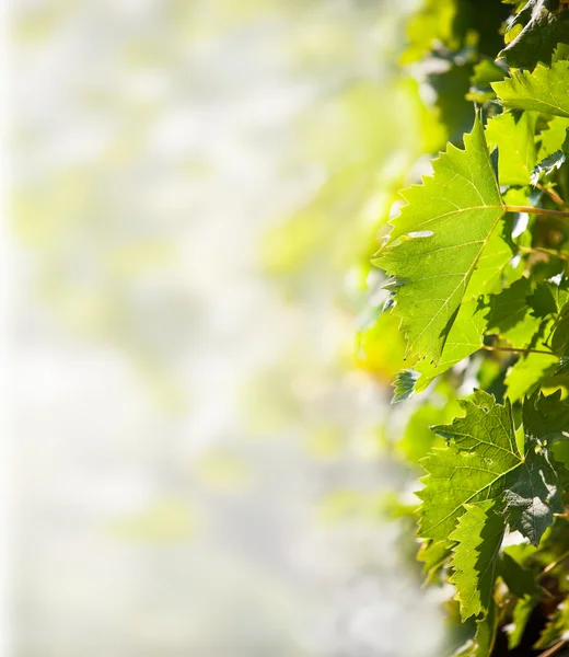Bladeren van wijnstok. — Stockfoto