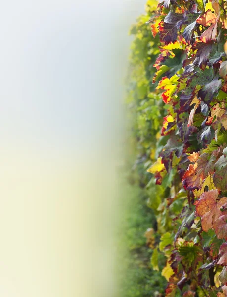 Weinberge (Nahaufnahme von Blättern) — Stockfoto