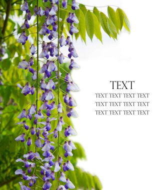 Wisteria Şubesi