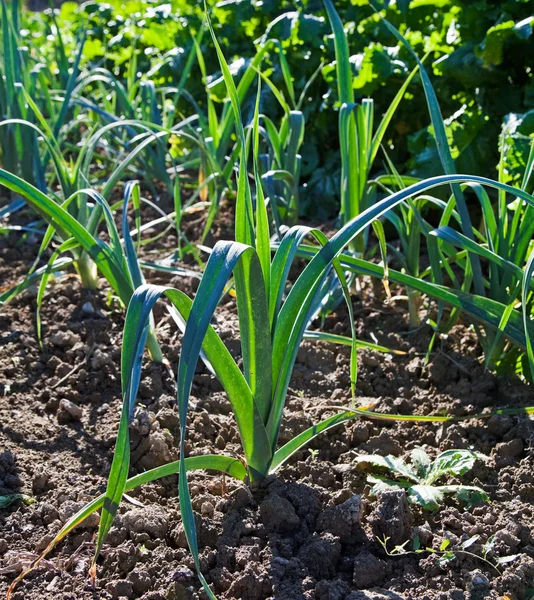 Planta orgânica de cebola em um jardim de cozinha . — Fotografia de Stock