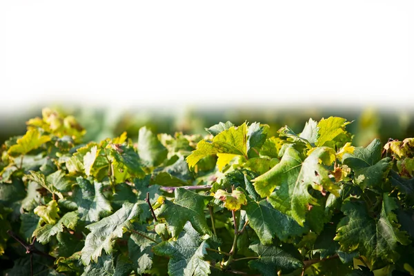 Primer plano de viñedos sobre blanco — Foto de Stock