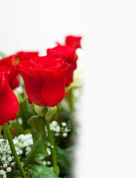 Close up of roses — Stock Photo, Image