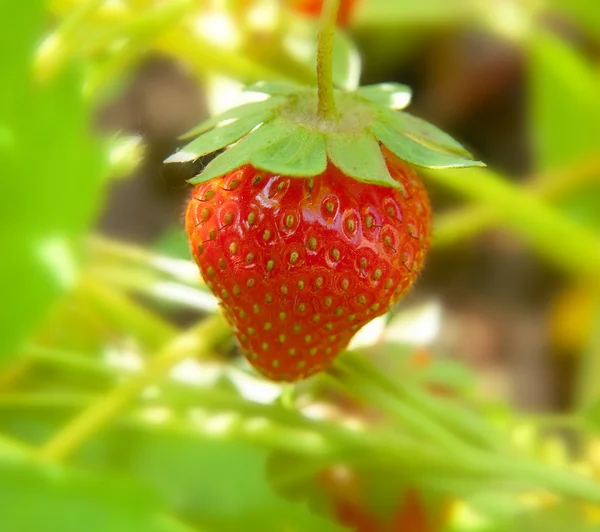 Verse aardbeien. — Stockfoto