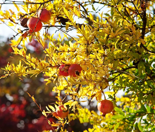 Granadas en el árbol — Foto de Stock