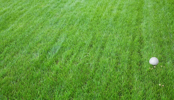 Green grass with litlle mushrooms and golf ball — Stock Photo, Image